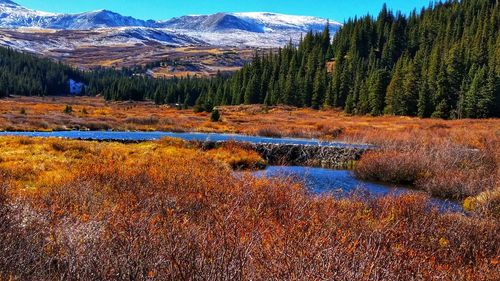 Scenic view of forest against sky during autumn