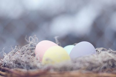 Close-up of colorful egg in nest