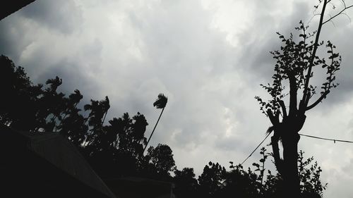 Low angle view of silhouette trees against sky