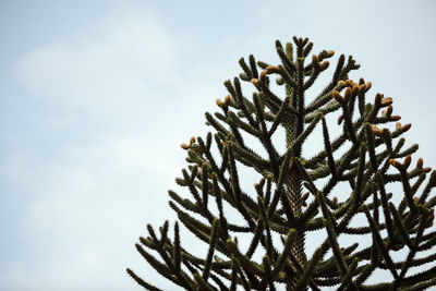 Low angle view of pine tree against sky