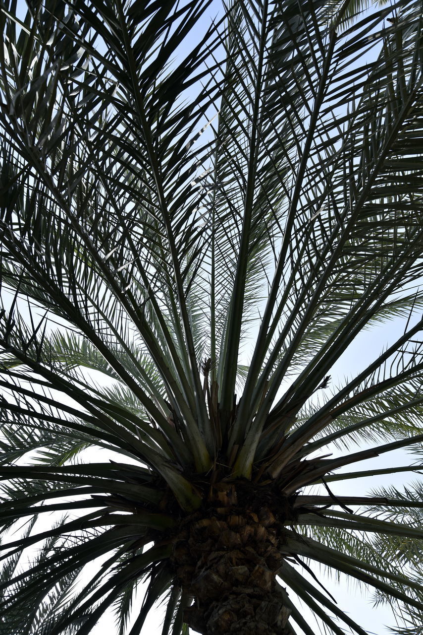 LOW ANGLE VIEW OF PALM TREES