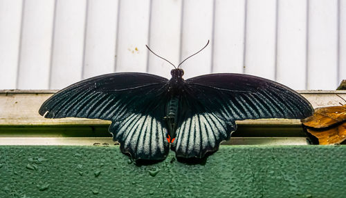 Close-up of butterfly