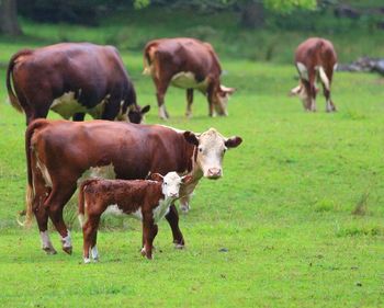 Cow family on grassy field