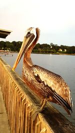 Close-up of pelican perching on lake against sky