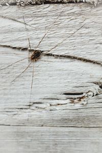 Close-up of spider on wood