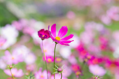 Close-up of pink flowering plant