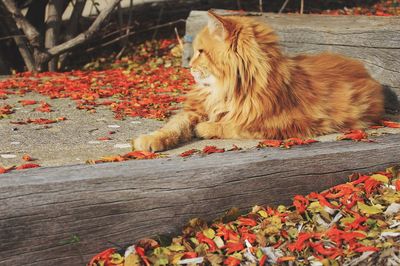 Cat relaxing on footpath