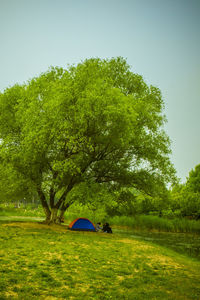 Trees growing on landscape against blue sky