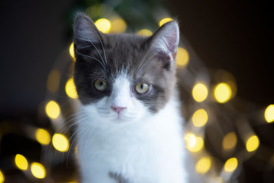 Beautiful british short hair cat