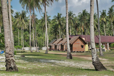 Panoramic shot of palm trees on field against sky