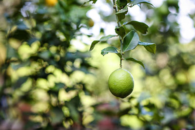 Close-up of fruits on tree