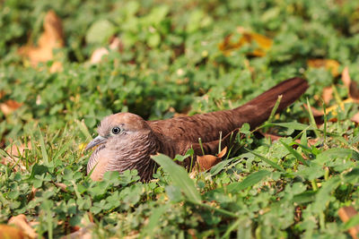 Close-up of bird