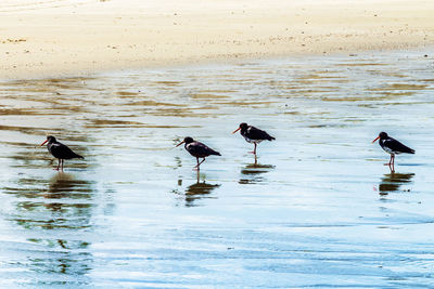 Birds on wet shore