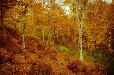 Scenic view of forest during autumn