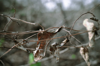 Close-up of dried leaves on plant during winter