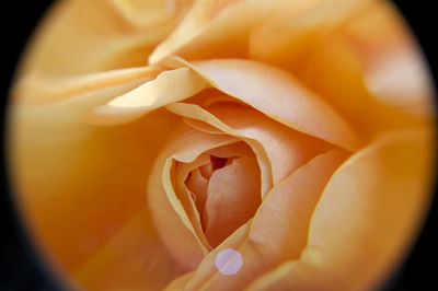 Close-up of flower