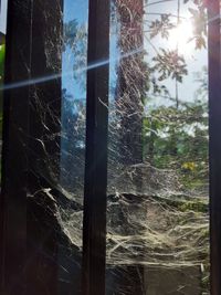 Close-up of spider web on glass window