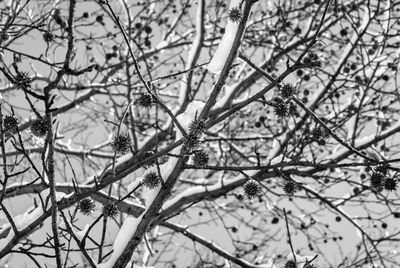 Low angle view of bare tree branches during winter