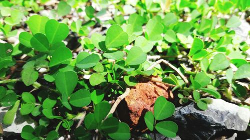 Full frame shot of leaves