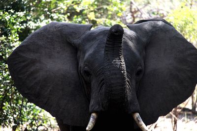 Close-up of elephant in forest