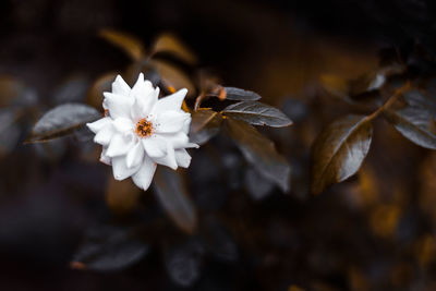 Close-up of white flowering plant leaves