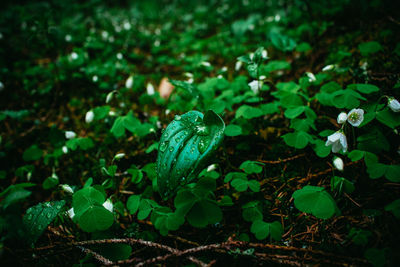 Close-up of green plants growing outdoors