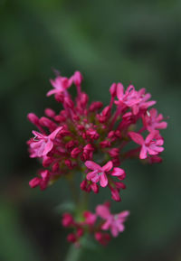 Close-up of flowers blooming outdoors