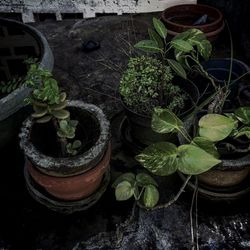 Close-up of potted plant