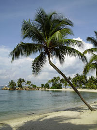 Palm trees by sea against sky