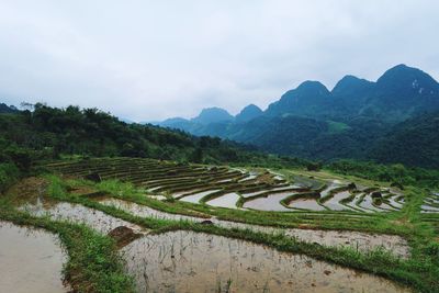 Scenic view of agricultural field against sky