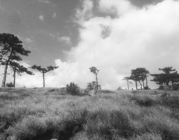 Trees on field against sky