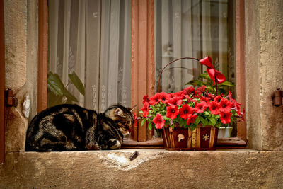 Cat sitting by flowers on window sill