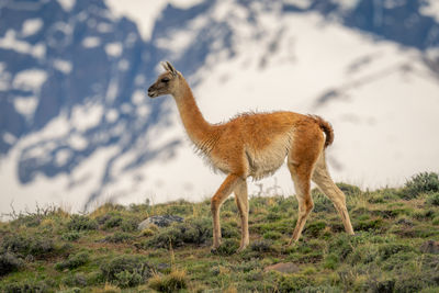 Guanaco walks