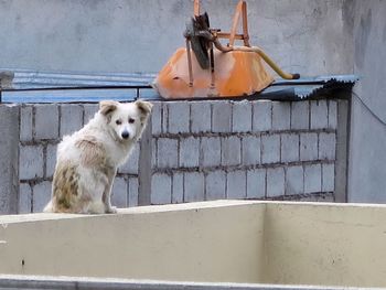 Close-up of dog