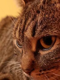 Close-up of a cat looking away