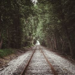 Railroad tracks in forest