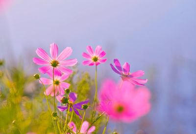 Close-up of pink cosmos flowers