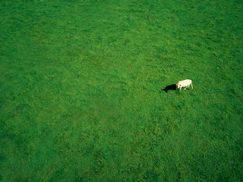 High angle view of bird on field