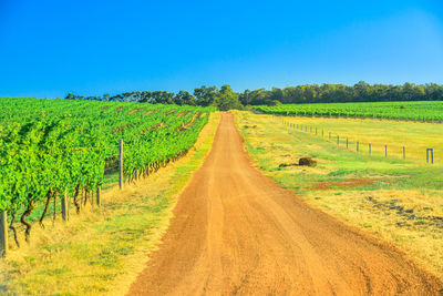 Dirt road amidst agricultural field against blue sky