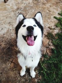 Hermoso husky ojos azules 