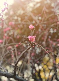 Close-up of pink cherry blossoms in spring