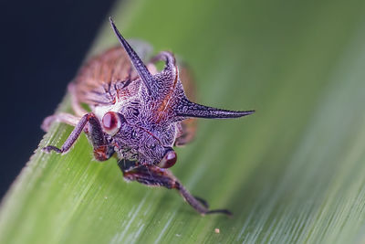 Close-up of butterfly on flower