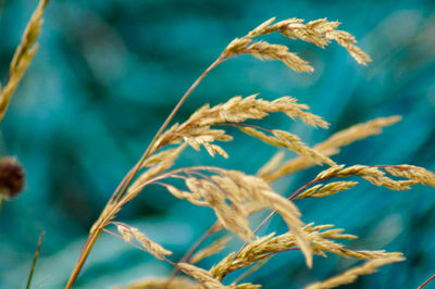 Close-up of plant against blurred background