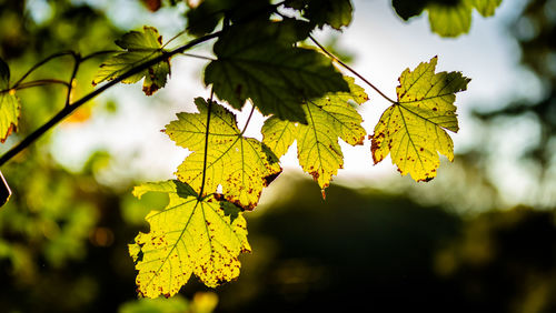 Close-up of yellow maple leaves against blurred background