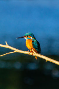 Close-up of bird perching on a branch