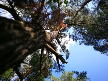 Low angle view of trees in forest against sky