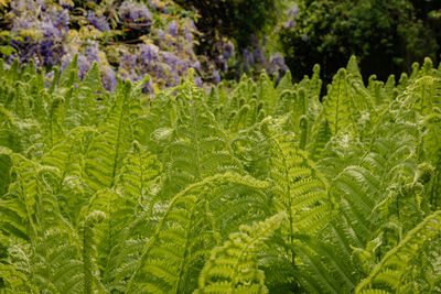 Close-up of green leaves on plant