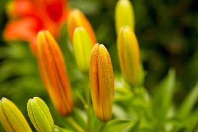 Close-up of yellow flowering plant