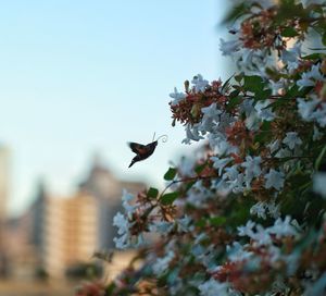 Low angle view of bird flying