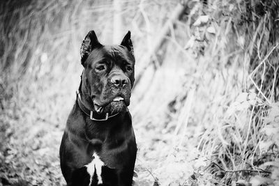 Portrait of a dog standing on field